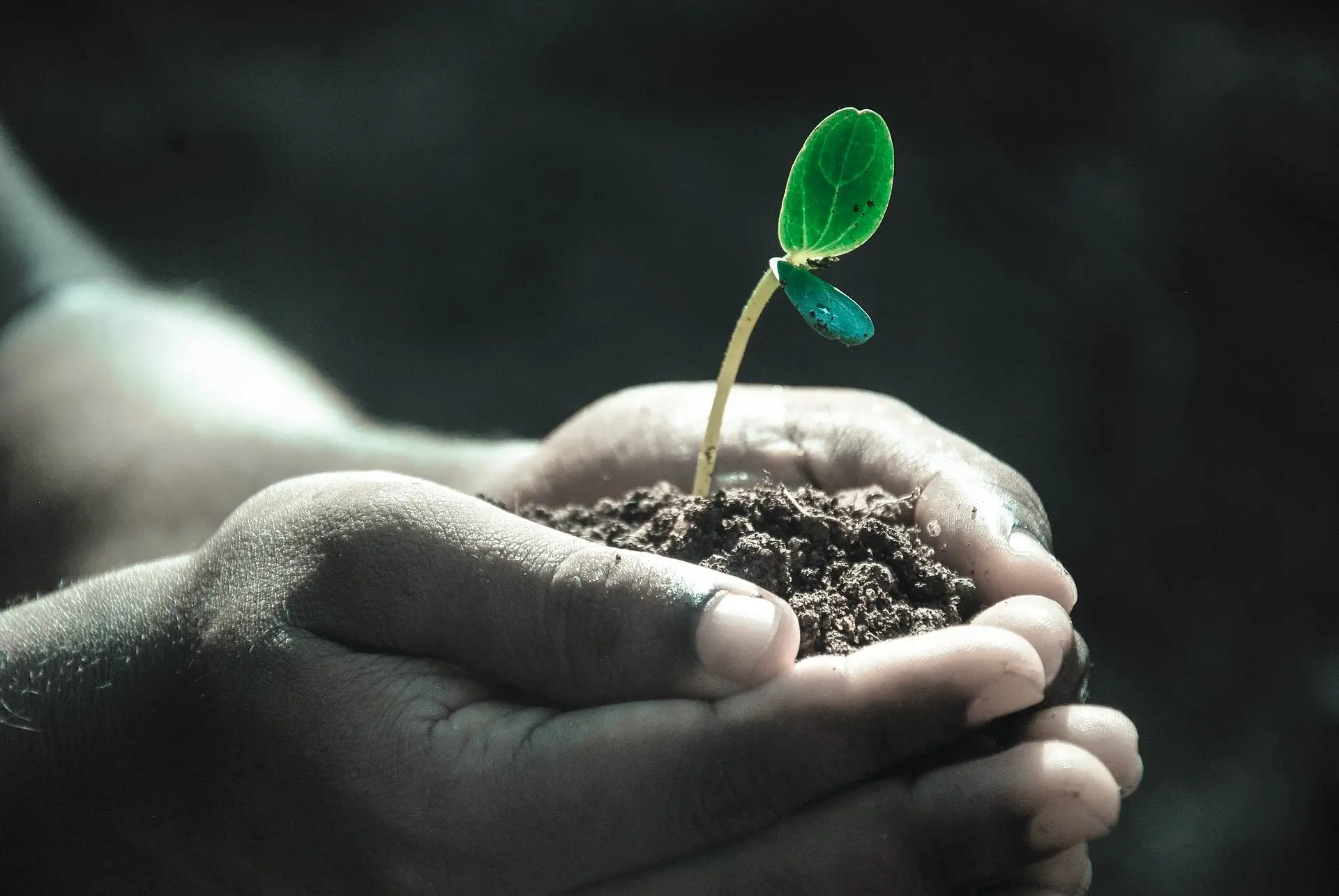 A young plant held in hands, symbolizing development